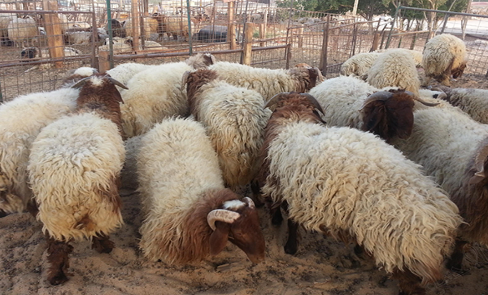 livestock ALFA from  Al-Khudair Investment Group